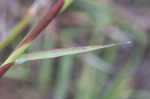 Pitted beardgrass